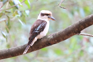 Ahmak (Dacelo novaeguineae) Avustralya gülüyor