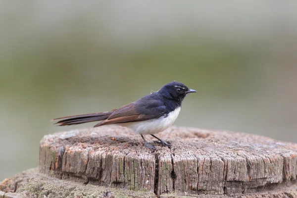 Willie-wagtail (Rhipidura leucophrys) em NSW, Austrália — Fotografia de Stock