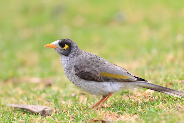 Noisy Miner (Manorina Melanocephala) in Royal N.P, NSW, Australia — Stock Photo, Image