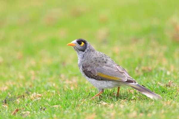 Mineur bruyant (Manorina Melanocephala) à Royal N.P, NSW, Australie — Photo