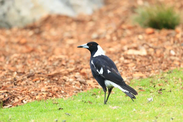 Gazza reale australiana (Cracticus tibicen) nel Royal National Park, NSW, Australia — Foto Stock