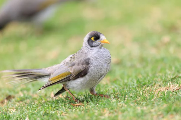 Noisy Miner (Manorina Melanocephala) in Royal N.P, NSW, Australië — Stockfoto