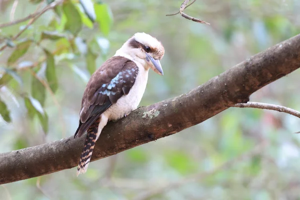 Nevető Kookaburra (Dacelo novaeguineae), Ausztrália — Stock Fotó