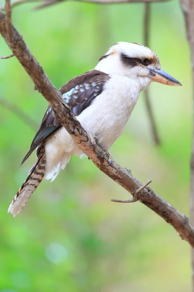 Skrattande Kookaburra (Dacelo novaeguineae) i Australien — Stockfoto