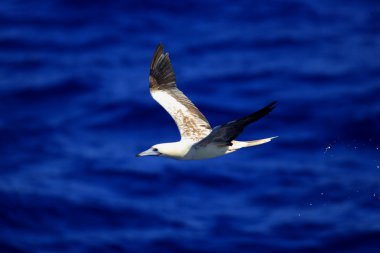 Kırmızı sümsük (sula sula) ogasawara içinde Japonya