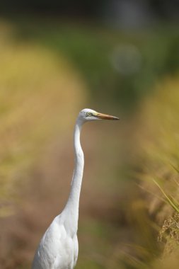 Büyük ak balıkçıl (Ardea alba) Japonya'da