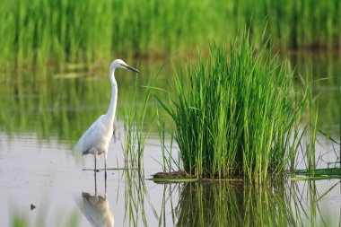 Büyük ak balıkçıl (Ardea alba) Japonya'da