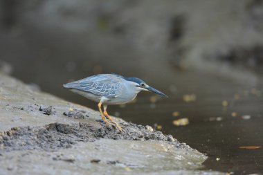 Çizgili balıkçıl (Butorides striatus) Tayland