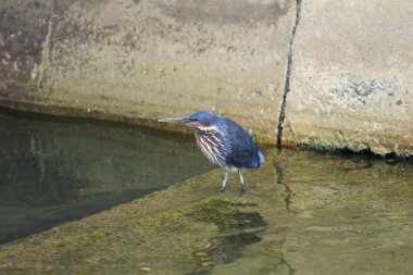 Siyah Balaban (Ixobrychus flavicollis)