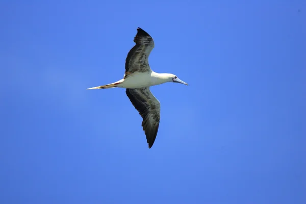 Roodpootgent (sula sula) in ogasawara, japan — Stockfoto