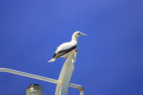 Red-footed Booby (Sula sula) in Ogasawara,Japan — Stock Photo, Image
