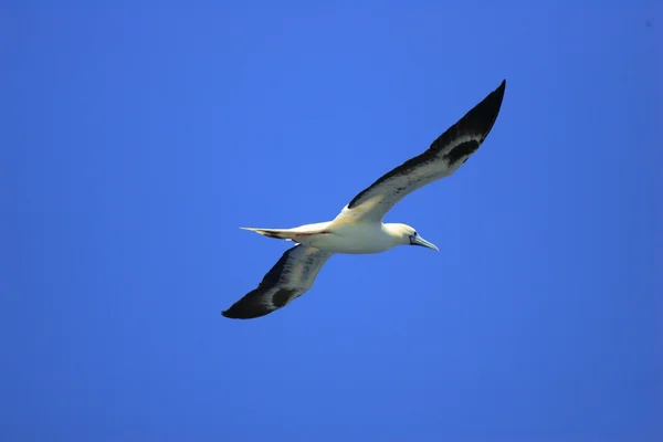 Roodpootgent (sula sula) in ogasawara, japan — Stockfoto