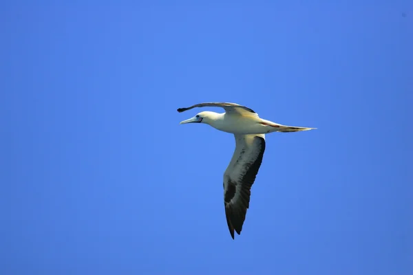 Booby dai piedi rossi (Sula sula) a Ogasawara, Giappone — Foto Stock