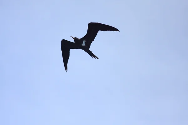 Daha az Frigatebird (Fregata ariel) Endonezya — Stok fotoğraf