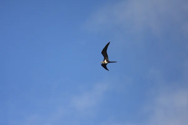 Kleiner fregatebird (fregata ariel) in indonesien — Stockfoto