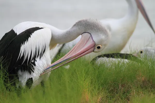 Australischer Pelikan (pelecanus conspicillatus) in Australien — Stockfoto