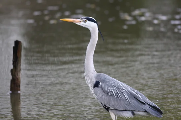 Garça cinzenta (Ardea cinerea) em Japão — Fotografia de Stock