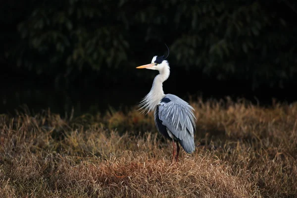 Grey heron (Ardea cinerea) in Japan — Stock Photo, Image