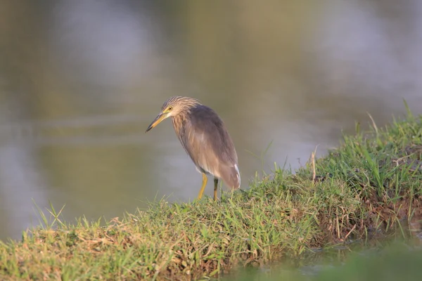 Javan Pond Heron (Ardeola speciosa) à Bali, Indonésie — Photo