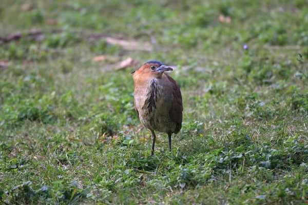 Airone notturno malese (Gorsachius melanolophus) a Taiwan — Foto Stock