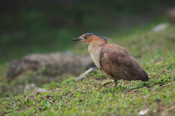 台湾のマレーシア ゴイサギ (Gorsachius melanolophus) — ストック写真