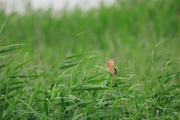 Amarillo (Ixobrychus sinensis) en Japón — Foto de Stock