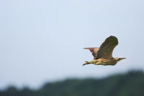 Zwyczajna Bittern(Botaurus stellaris) w Japonii — Zdjęcie stockowe