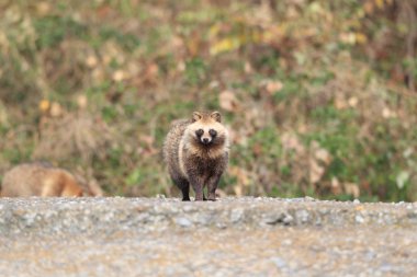 Rakun köpek nyctereutes procyonoides, Japonya
