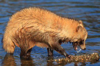 Rakun köpek (Nyctereutes procyonoides), Japonya