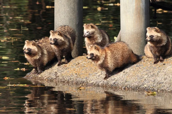 Raccoon Dog Nyctereutes procyonoides in Japan — Stock Photo, Image