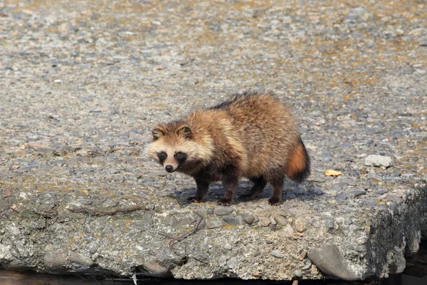 Cane procione Nyctereutes procyonoides in Giappone — Foto Stock