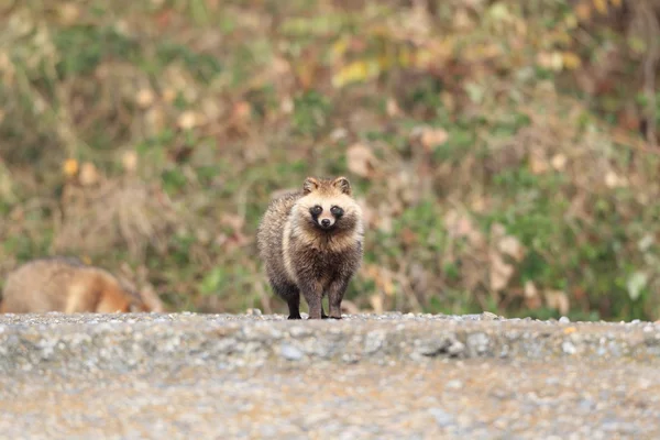 Raccoon Dog Nyctereutes procyonoides in Japan — Stock Photo, Image