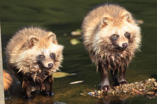 Cane procione Nyctereutes procyonoides in Giappone — Foto Stock