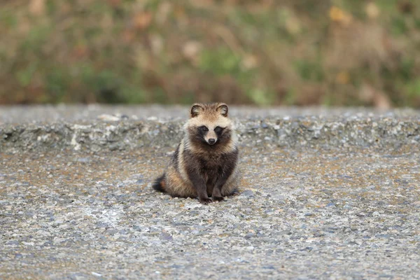 Νυκτερευτής (Nyctereutes procyonoides) στην Ιαπωνία — Φωτογραφία Αρχείου