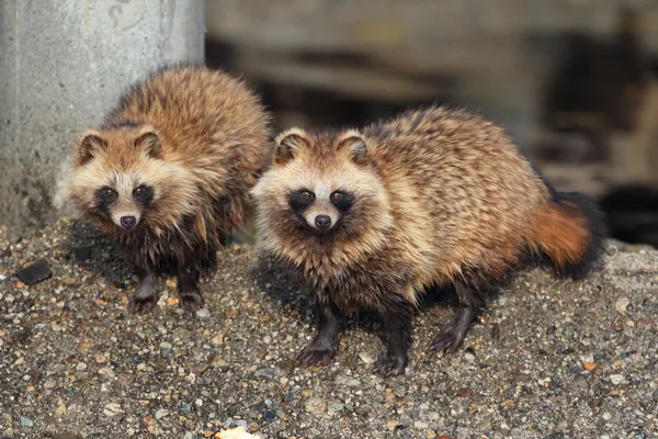 Cane procione (Nyctereutes procyonoides) in Giappone — Foto Stock