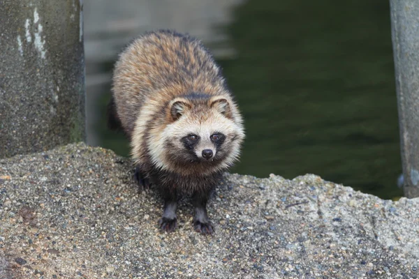 Perro mapache (Nyctereutes procyonoides) en Japón — Foto de Stock