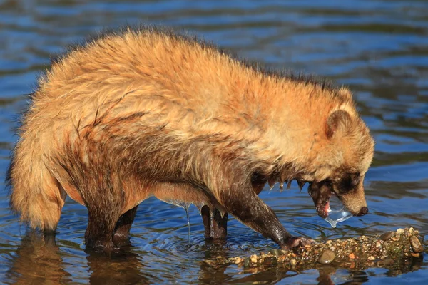 Cane procione (Nyctereutes procyonoides) in Giappone — Foto Stock