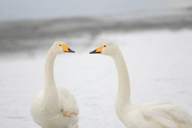 Whooper Swan (Cygnus cygnus) in Hokkaido,Japan clipart