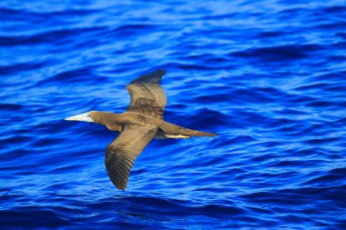 Japonya 'da kahverengi meme (Sula leucogaster)