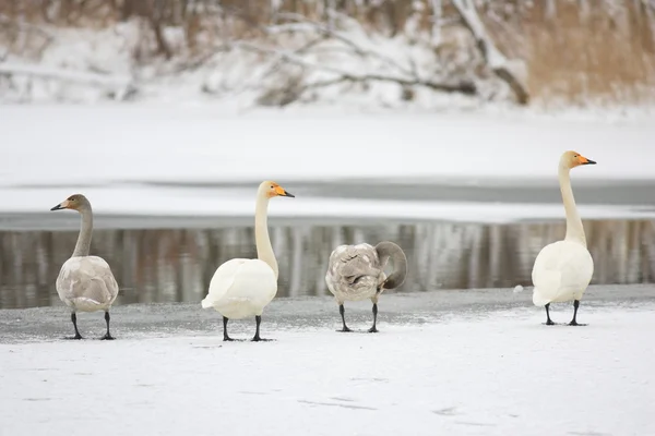 Whooper Swan (Cygnus cygnus) in Hokkaido,Japan — Stock Photo, Image