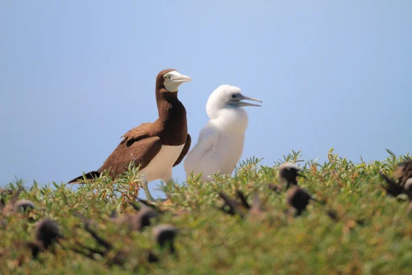 Booby marrom (Sula leucogaster) no Japão — Fotografia de Stock