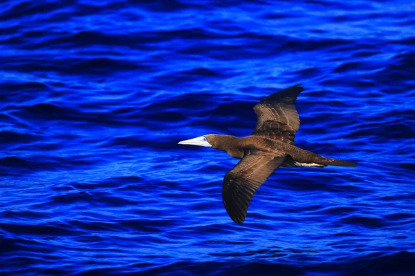 Bruine booby (Sula leucogaster) in Japan — Stockfoto