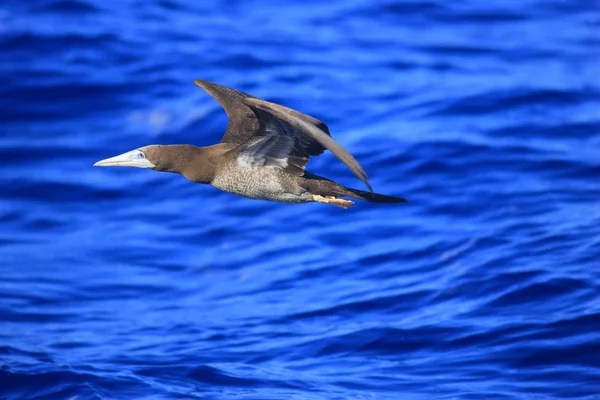 Booby brązowy (Sula leucogaster) w Japonii — Zdjęcie stockowe