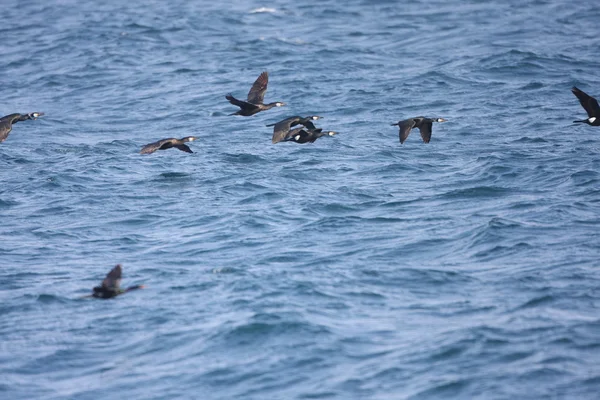 日本的鸬鹚 （phalacrocorax capillatus） 在北海道的日本 — 图库照片