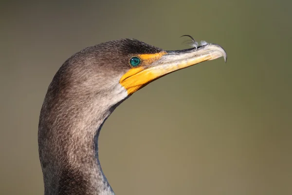 Double-crested cormorant (Phalacrocorax auritus) on the Anhinga Trail of Everglades National Park - Florida — Stock Photo, Image