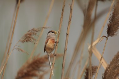 Reed Parrotbill (Paradoxornis heudei) in China clipart