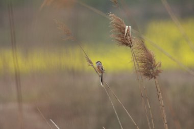 Çin'deki Reed Parrotbill (Paradoxornis heudei)