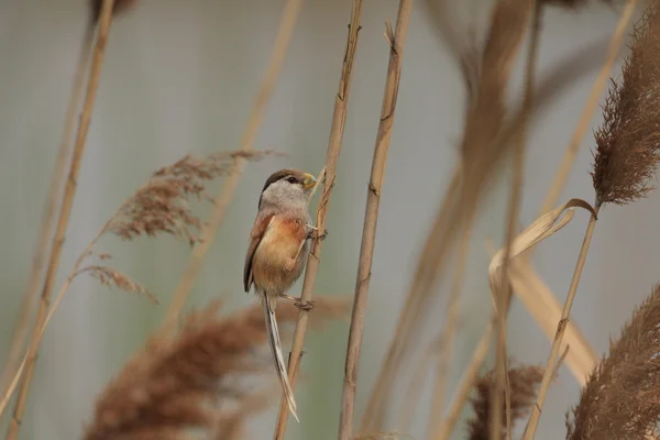 Reed Parrotbill (Paradoxornis heudei) en China — Foto de Stock