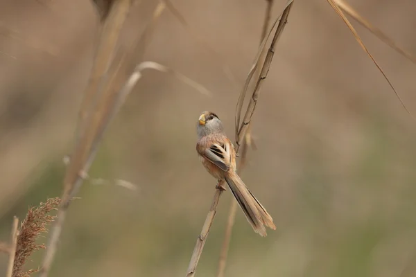 Рід Parrotbill (Paradoxornis heudei) у Китаї — стокове фото