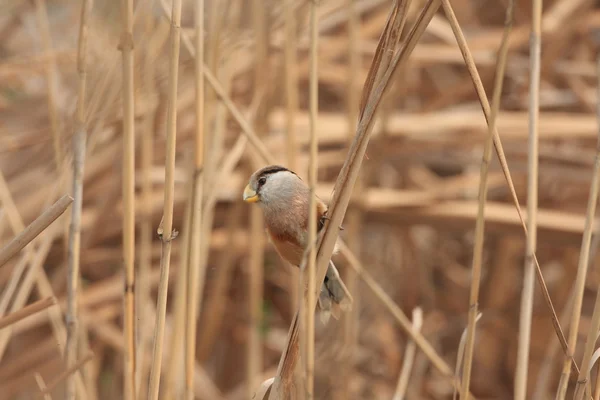 Reed Parrotbill (Paradoxornis heudei) na China — Fotografia de Stock